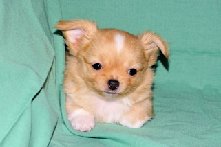River - Gold and White Longcoat Male Chihuahua Puppy