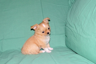 River - Gold and White Longcoat Male Chihuahua Puppy