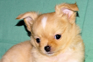 River - Gold and White Longcoat Male Chihuahua Puppy