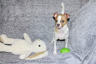 Wilbur - Fawn Spotted Smoothcoat Male Chihuahua puppy
