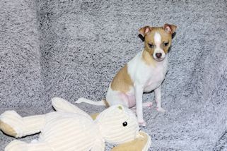 Wilbur - Fawn Spotted Smoothcoat Male Chihuahua puppy