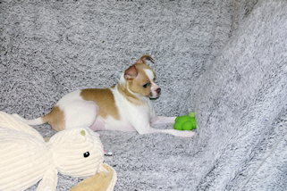 Wilbur - Fawn Spotted Smoothcoat Male Chihuahua puppy