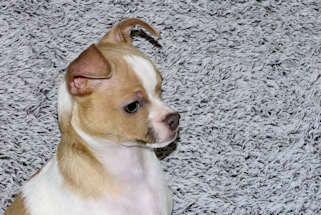 Wilbur - Fawn Spotted Smoothcoat Male Chihuahua puppy