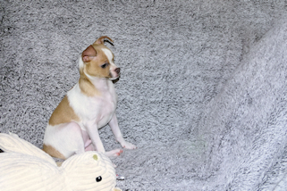 Wilbur - Fawn Spotted Smoothcoat Male Chihuahua puppy