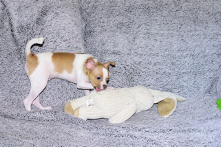 Wilbur - Fawn Spotted Smoothcoat Male Chihuahua puppy