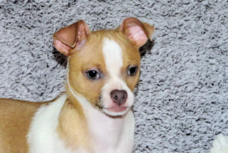 Wilbur - Fawn Spotted Smoothcoat Male Chihuahua puppy