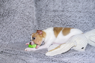 Wilbur - Fawn Spotted Smoothcoat Male Chihuahua puppy