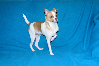 Wilbur - Fawn Spotted Smoothcoat Male Chihuahua puppy
