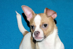 Wilbur - Fawn Spotted Smoothcoat Male Chihuahua puppy