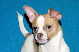 Wilbur - Fawn Spotted Smoothcoat Male Chihuahua puppy