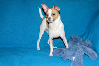 Wilbur - Fawn Spotted Smoothcoat Male Chihuahua puppy