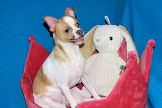 Wilbur - Fawn Spotted Smoothcoat Male Chihuahua puppy