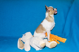 Wilbur - Fawn Spotted Smoothcoat Male Chihuahua puppy
