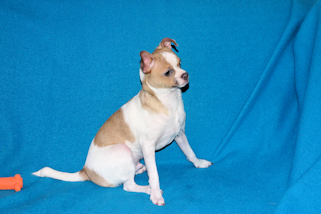 Wilbur - Fawn Spotted Smoothcoat Male Chihuahua puppy
