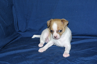 Wilbur - Fawn Spotted Smoothcoat Male Chihuahua puppy