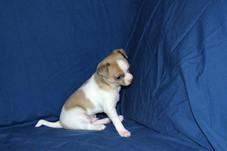 Wilbur - Fawn Spotted Smoothcoat Male Chihuahua puppy