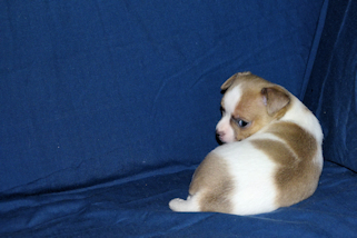 Wilbur - Fawn Spotted Smoothcoat Male Chihuahua puppy