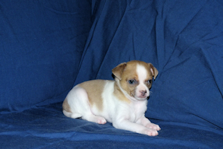 Wilbur - Fawn Spotted Smoothcoat Male Chihuahua puppy