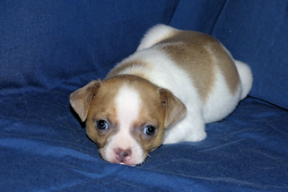 Wilbur - Fawn Spotted Smoothcoat Male Chihuahua puppy