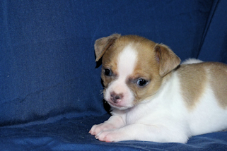 Wilbur - Fawn Spotted Smoothcoat Male Chihuahua puppy