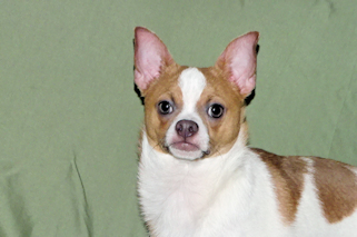 Wilbur - Fawn Spotted Smoothcoat Male Chihuahua puppy