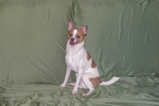 Wilbur - Fawn Spotted Smoothcoat Male Chihuahua puppy