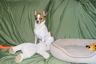 Wilbur - Fawn Spotted Smoothcoat Male Chihuahua puppy