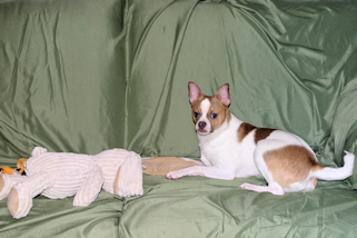 Wilbur - Fawn Spotted Smoothcoat Male Chihuahua puppy
