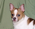 Wilbur - Fawn Spotted Smoothcoat Male Chihuahua puppy