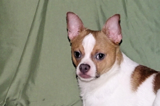 Wilbur - Fawn Spotted Smoothcoat Male Chihuahua puppy