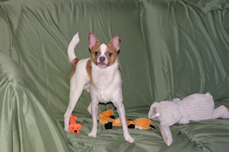 Wilbur - Fawn Spotted Smoothcoat Male Chihuahua puppy