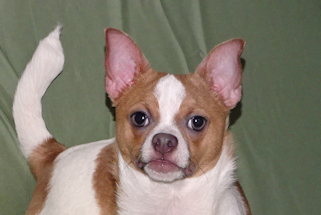 Wilbur - Fawn Spotted Smoothcoat Male Chihuahua puppy