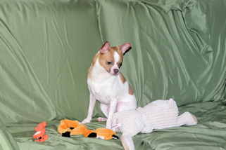 Wilbur - Fawn Spotted Smoothcoat Male Chihuahua puppy