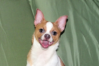 Wilbur - Fawn Spotted Smoothcoat Male Chihuahua puppy