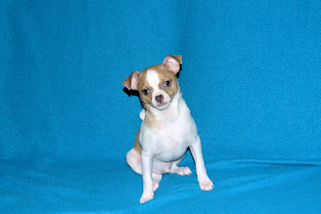 Wilbur - Fawn Spotted Smoothcoat Male Chihuahua puppy