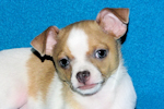 Wilbur - Fawn Spotted Smoothcoat Male Chihuahua puppy
