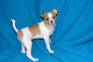 Wilbur - Fawn Spotted Smoothcoat Male Chihuahua puppy