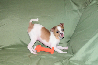 Wilbur - Fawn Spotted Smoothcoat Male Chihuahua puppy