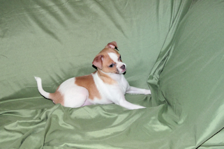 Wilbur - Fawn Spotted Smoothcoat Male Chihuahua puppy