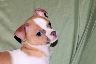 Wilbur - Fawn Spotted Smoothcoat Male Chihuahua puppy