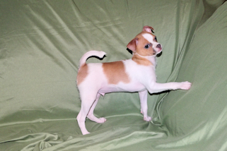 Wilbur - Fawn Spotted Smoothcoat Male Chihuahua puppy