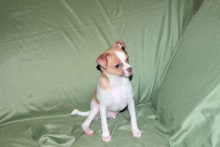 Wilbur - Fawn Spotted Smoothcoat Male Chihuahua puppy