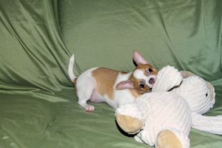 Wilbur - Fawn Spotted Smoothcoat Male Chihuahua puppy