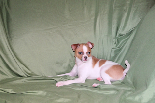 Wilbur - Fawn Spotted Smoothcoat Male Chihuahua puppy