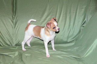 Wilbur - Fawn Spotted Smoothcoat Male Chihuahua puppy