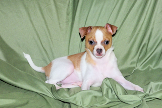 Wilbur - Fawn Spotted Smoothcoat Male Chihuahua puppy