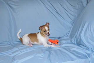 Wilbur - Fawn Spotted Smoothcoat Male Chihuahua puppy
