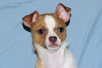 Wilbur - Fawn Spotted Smoothcoat Male Chihuahua puppy