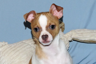 Wilbur - Fawn Spotted Smoothcoat Male Chihuahua puppy