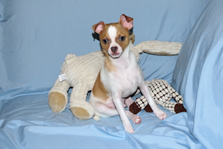 Wilbur - Fawn Spotted Smoothcoat Male Chihuahua puppy